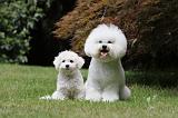 BICHON FRISE 513